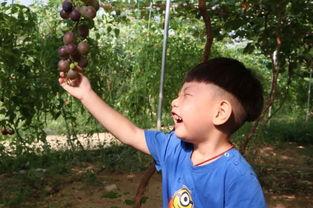 宝妈娱乐圈吃瓜,揭秘明星育儿幕后故事